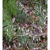 Snowdrops in Drews Pond Woods