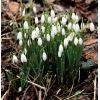 Snowdrops in Drews Pond Woods