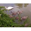 Swan and cygnets on the kennet and Avon canal by London road bridge, Devizes