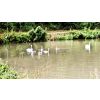 Swans near London Road Bridge on the Kennet and Avon canal.
