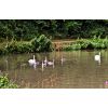 Two swans and cygnets near London road bridge Devizes