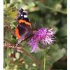 Tan Hill butterfly.