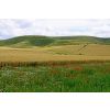 Pewsey Downs
