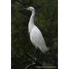 Snowy Egret.( Egretta thula )