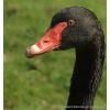 Black Swan. Cygnus bewickii,