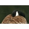Canada  Goose -Branta canadensis