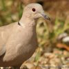 Collered Dove -Streptopelia decaocto