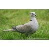 Collered Dove -Streptopelia decaocto