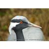 Demoiselle Crane (Anthropoides virgo)