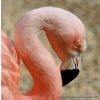 Greater Flamingo- Phoenicopterus roseus-I
