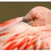 Greater Flamingo- Phoenicopterus roseus-