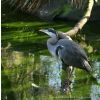 Grey Heron - Ardea cinerea