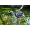 Grey Heron - Ardea cinerea