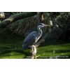 Grey Heron - Ardea cinerea