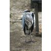 Grey Heron - Ardea cinerea