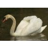 Mute Swan -  (Cygnus olor)