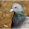 Woodpigeon adult - Columba palumbus