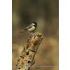 Great Tit - Parus major