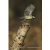 Blue Tit - Cyanistes caeruleus