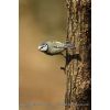 Blue Tit - Cyanistes caeruleus