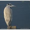 Grey Heron - Ardea cinerea