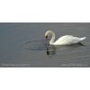 Mute Swan -  (Cygnus olor)