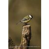 Great Tit - Parus major