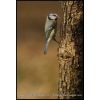 Blue Tit - Cyanistes caeruleus