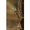 Blue Tit - Cyanistes caeruleus