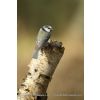 Blue Tit - Cyanistes caeruleus