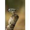 Great Tit - Parus major