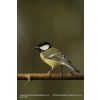 Great Tit - Parus major

.