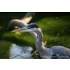 Grey Heron - Ardea cinerea