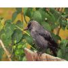 Jackdaw- (corvusmonedula)-1