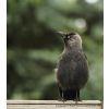 Jackdaw- (corvusmonedula)-2