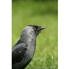 Jackdaw- (corvusmonedula)-5