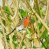 Robin (Erithacus rubecula)-1