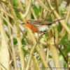 Robin (Erithacus rubecula)