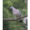 Woodpigeon adult - Columba palumbus