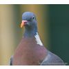 Woodpigeon adult - Columba palumbus