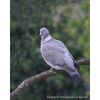 Woodpigeon adult - Columba palumbus