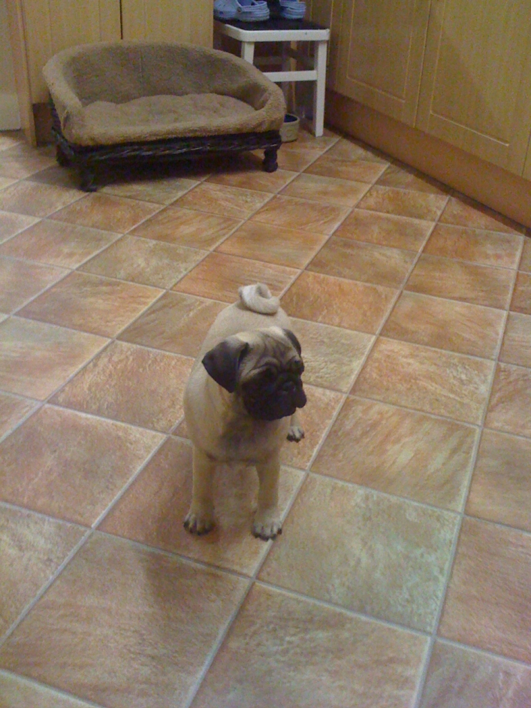 REGGIE AGED 12 WEEKS REGGIE AGED 12 WEEKS