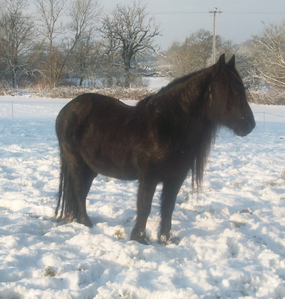  Llancloudy Gem