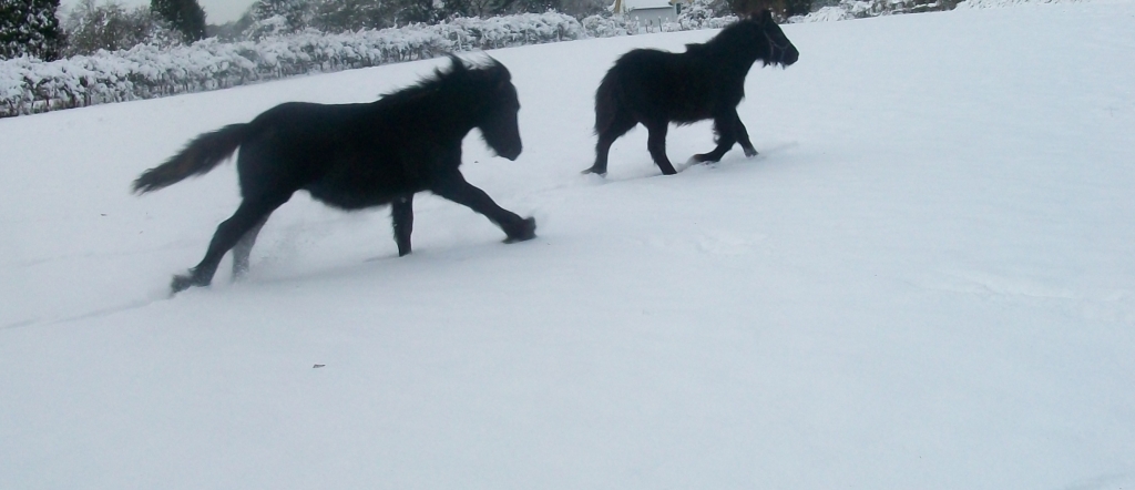 Richmond Benjamin & Bartholomew in the snow