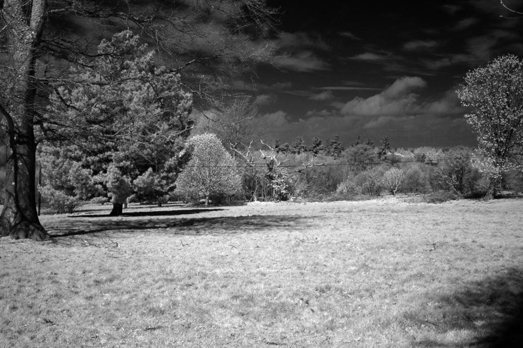 Nikon D70 830nm Filter De-saturated & Levels Adjusted 