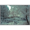 Ron French - Garden Pond