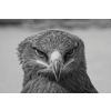 Canon EOS 350D 665nm