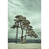 Ron French - Scots Pine Trees