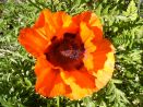 Studley Cottage Bed and Breakfast in Tunbridge Wells, Kent. Giant poppies in the pretty surrounding gardens
