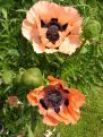 Charming B&B in Tunbridge Wells Kent grows giant poppies in the pretty surrounding gardens